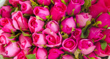 Fototapeta Tulipany - Bunch of rose