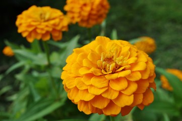 Close-up of a yellow zinnia flower in bloom