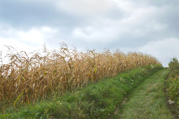 Wall Mural - Golden cornfield in autumn
