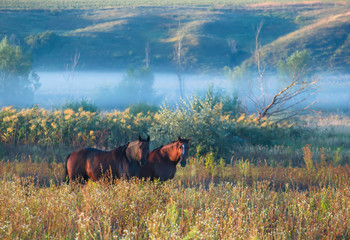 Canvas Print - horse