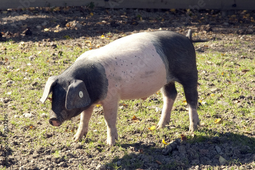 Photographie Sattelschwein, Deutsche, Nutztierrasse,
