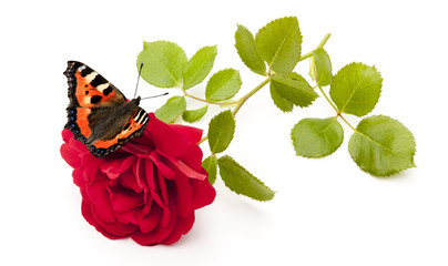 Wall Mural - Schmetterling auf Rose