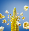 corncob explodes and produces popcorn
healthy vegetarian food