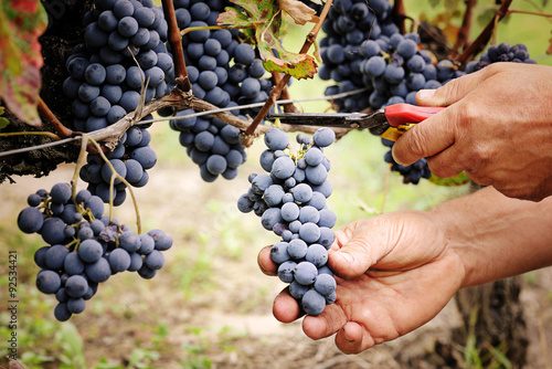 cutting ripe grape Canvas Print