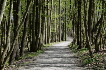 Poster - Waldweg im Frühling