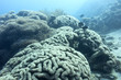 large grape coral at great depth in tropical sea, underwater