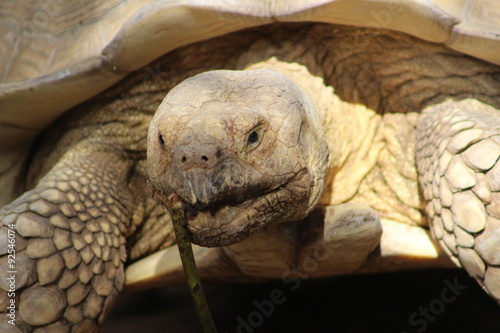 Fotografía  Tortuga de las Galápagos, Chelonoidis nigra