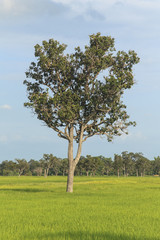 Wall Mural - Tree