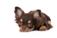 Brown Chihuahua Dog Lying Down