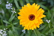 gelbe Ringelblumen - Blüte