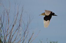  Immature Black-Crowned Night Heron Flying In A Blue Sky
