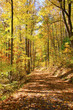 Hiking path and forest bursting with colors during fall