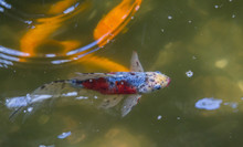 Calico Shubunkin Goldfish In An Ornamental Fountain