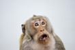Monkey emotion surprise full face .