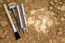 Skeleton And Archaeological Tools.Training For Dig Fossil.
