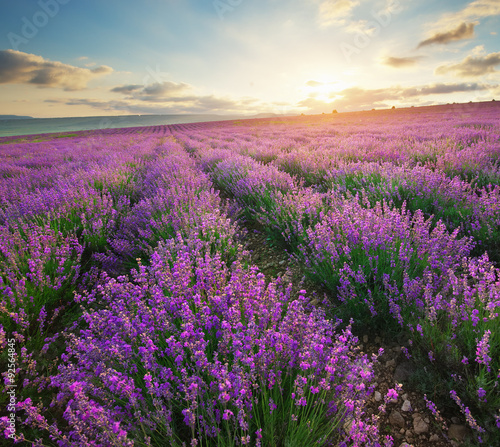 Naklejka na szafę Meadow of lavender.