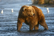 old kodiak brown bear looking for salmon in the river