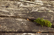 texture of old boards 1a