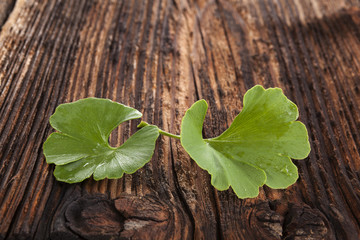 Poster - Ginkgo biloba on wooden background.