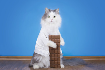 Poster - Cat loves to eat chocolate