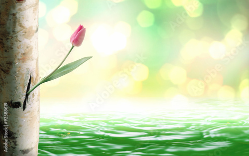 Flor Nascendo De Tronco Buy This Stock Photo And Explore Similar Images At Adobe Stock Adobe Stock