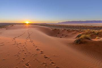 oryx tracks to sunset