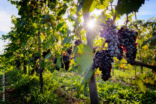 Fotomural Uvas de vino maduras en la vid en la Toscana, Italia.