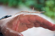 © lombrock - Stick insect over an hand