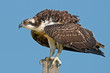 A Juvenile Osprey on post