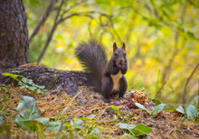 Squirrel Eating Pine Nuts On The Forest