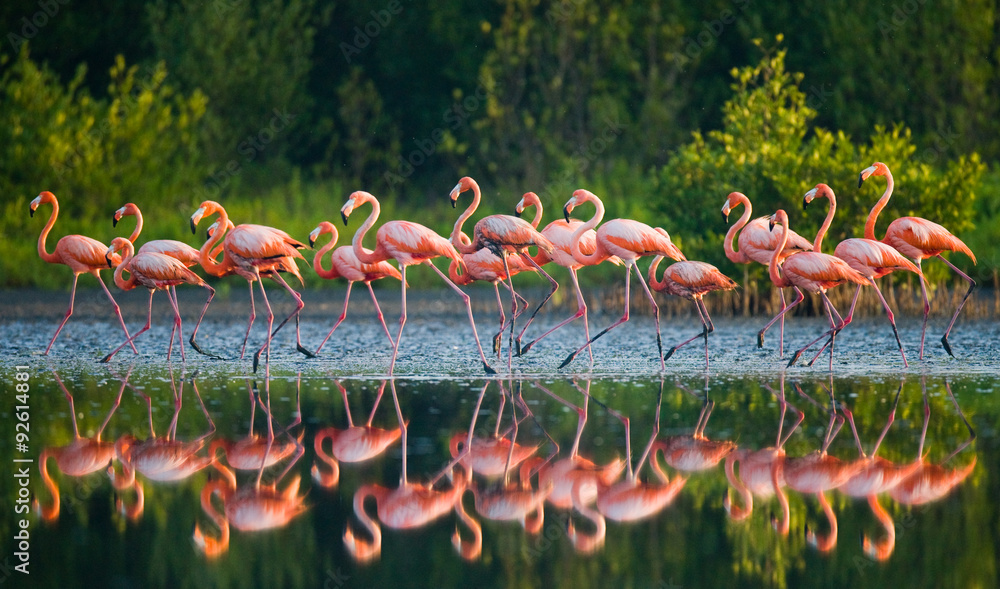 Caribbean flamingo standing in water with reflection. Cuba. An excellent illustration. - obrazy, fototapety, plakaty 