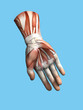 Anatomy view of hand and wrist of a man including abductor pollicis brevis,flexor and abductor digiti minimi, extensor retinaculum, hypothenar muscle, flexor carpi radialis and lumbrical muscles.
