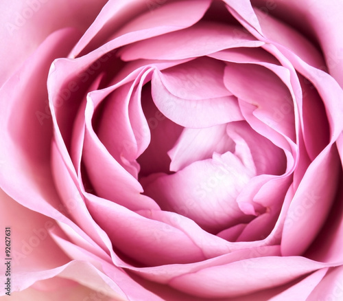 Obraz w ramie close-up of fresh rose flower