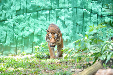 Wall Mural - Malayan tiger (Panthera tigris jacksoni)