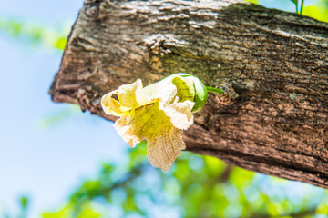 Wall Mural - Yellow flower on tree