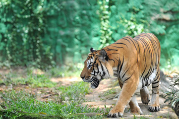 Wall Mural - Malayan tiger (Panthera tigris jacksoni)