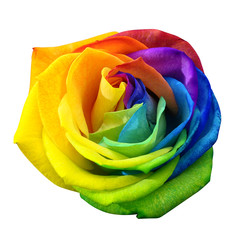 Fotomurales - Rainbow rose or happy flower isolated by clipping path