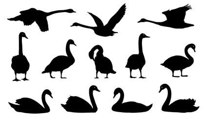 Wall Mural - swan silhouettes