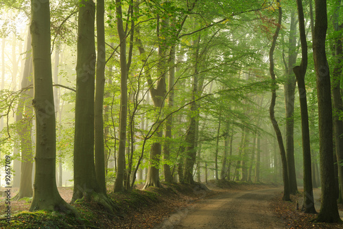 Obraz w ramie Lane of trees during a foggy morning in early autumn.