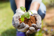 hands in gloves with soil and a plant
