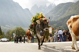 Fototapeta  - Falcade, Belluno, Italy - September 26, 2015: Se Desmonteghea a great party in Falcade for the livestock returning from the highland pastures
