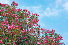 Flowering Plant Oleander On Blue Sky