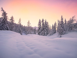 Canvas Print - Beautiful winter landscape with snow covered trees