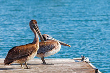 Pelicans On A Wood Dock With A Blue Water Background. Side View.