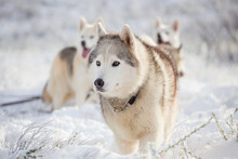 Close Up Image Of Siberian Husky Playing In The Snow In South Africa