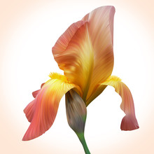 Fantasy Orange Iris For Design Of Posters, Banner, Birthday Card