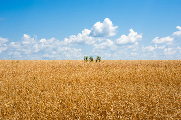 Wall Mural - Yellow wheat field horizon with clouds and isolated plants