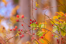 A Branch Of Red Wild Rose Hips Blurred Background