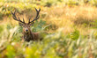 © bridgephotography - Red Deer in the bracken