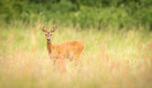 Female Roe Deer In A Meadow Looking At The Camera